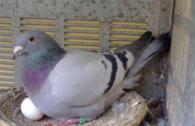 鸽子产下软壳蛋的原因及防治方法