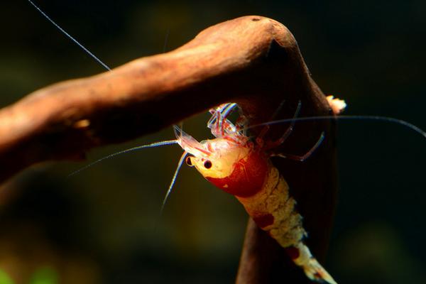 观赏虾有哪些品种和类别？