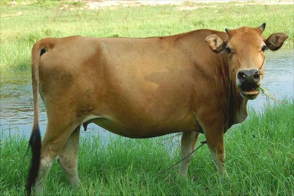 肉牛育肥饲料配方及配制方法