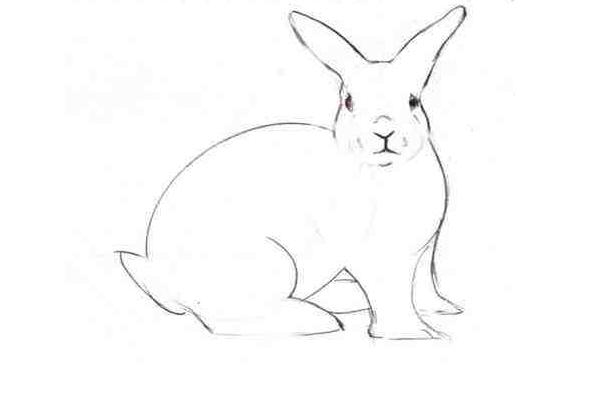 属兔的是什么性格 属兔的幸运数字是多少
