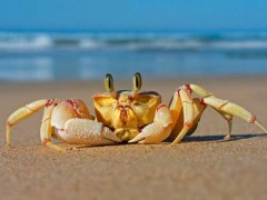 我国常见的螃蟹种类有哪些?