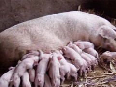 初产母猪常见问题