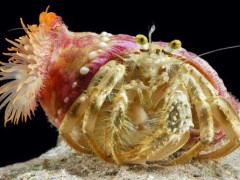 寄居蟹如何与海葵共生