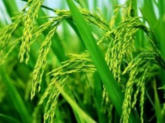 梦见水稻成熟了是什么意思,梦到水稻苗绿油油的有什么预兆
