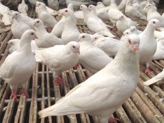 鸽子饲料怎么配?幼鸽、成年鸽及生产鸽配比均不同
