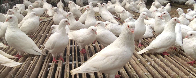 鸽子饲料怎么配？幼鸽、成年鸽及生产鸽配比均不同