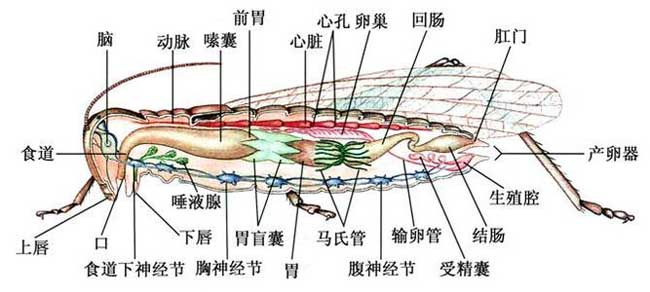 蝗虫的生理结构