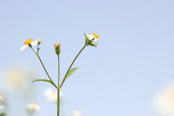 元旦打一字（猜谜） 什么是元旦节