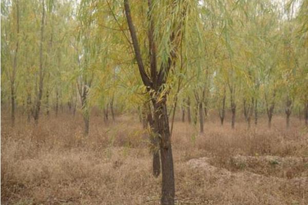 梦见柳树是什么意思 女人梦到柳树被砍了有什么预兆