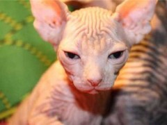 加拿大无毛猫怎么养?