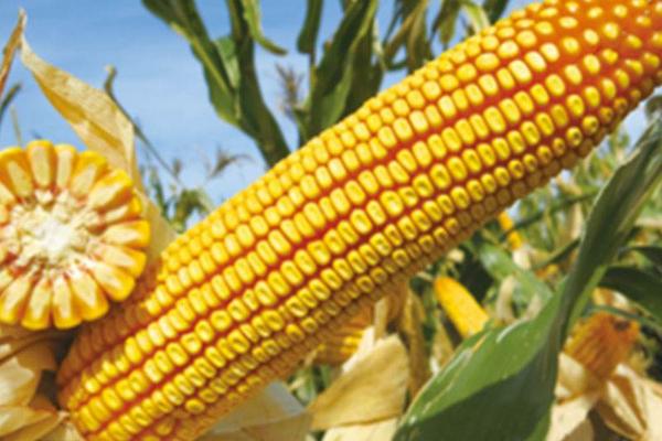 特高产玉米品种