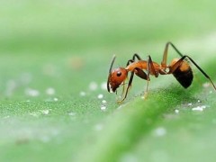 蚂蚁如何搬运食物？