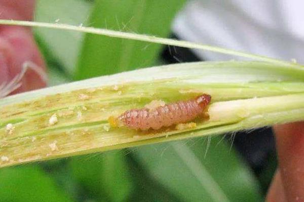 玉米钻心虫用什么药 玉米卷心是什么病
