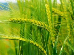 农支地保是小麦补贴吗？
