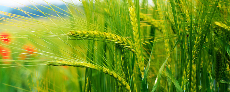 农支地保是小麦补贴吗