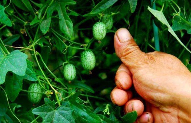 拇指西瓜种植方法