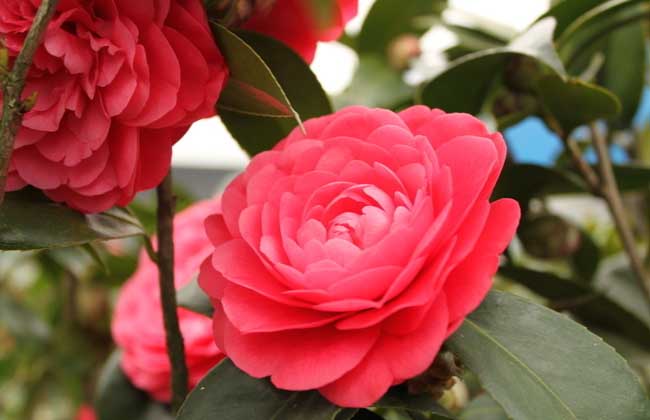 山茶花的花语和<a href=https://www.dadasou.com/news/139886.html target=_blank class=infotextkey>故事</a>传说