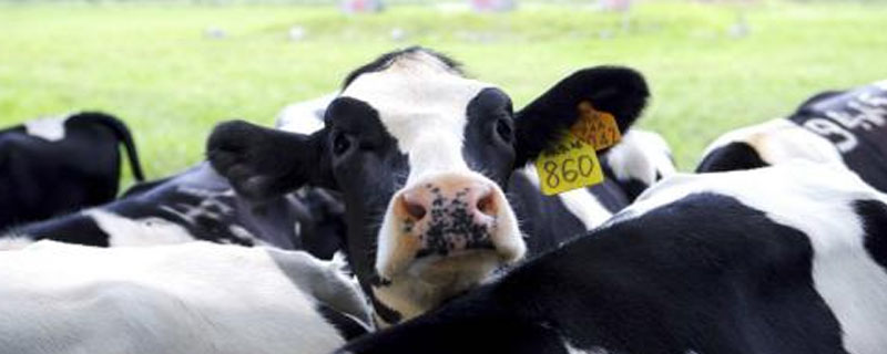 奶牛难产的诊断与治疗