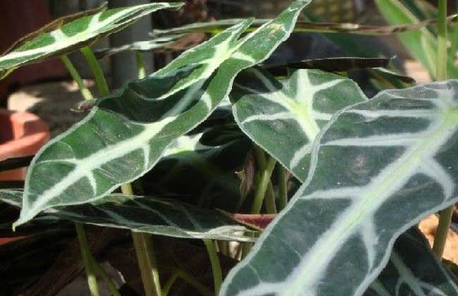 天南星科观音莲开花吗