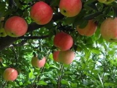 苹果树苗到结果需要几年时间？