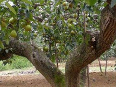 梨树枯枝病的防治？