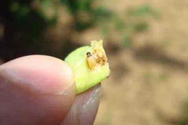 梨小食心虫防治方法 梨食心虫防治最佳时间