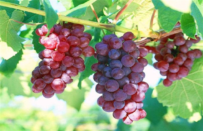 葡萄 种植 技术