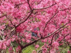 桃树花芽分化时间？