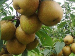 梨树拉枝修枝什么季节？