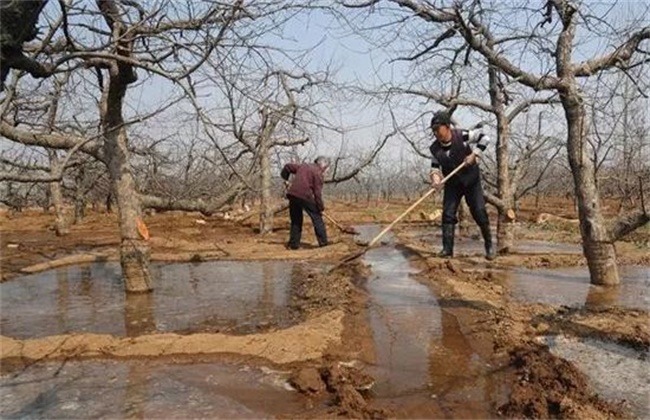 苹果园如何浇灌封冻水