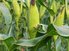 三季糯玉米种植时间？