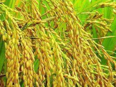 我国现存最早总结江南水稻的农书？