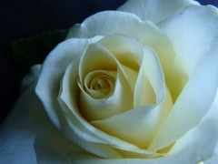 白玫瑰的花语是什么?
