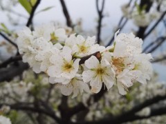 李树保花保果特效药,各时期使用的特效药有所区别