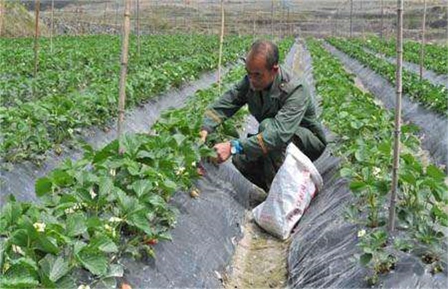 草莓冬季施肥方法