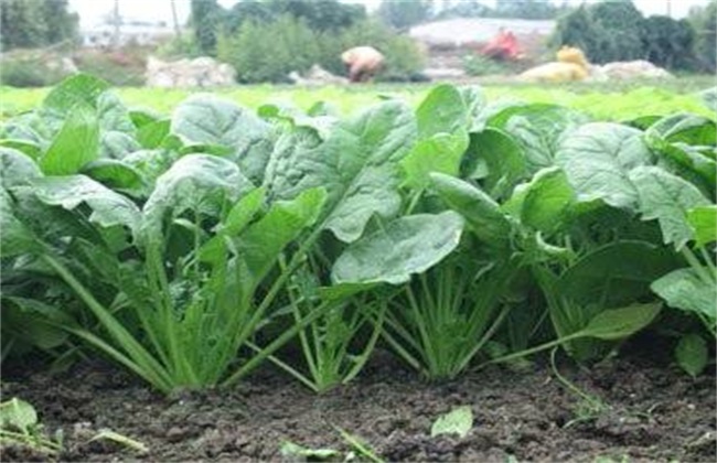 菠菜种子播种前 怎么处理