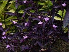 紫鸭跖草该怎么种植