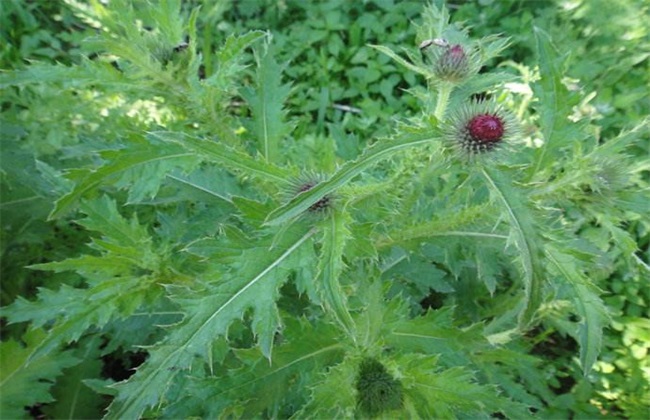 刺儿菜 种植 方法