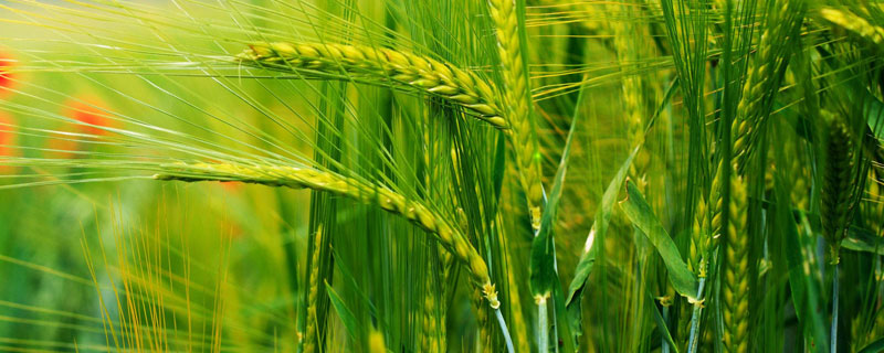 小麦拔节期能打除草剂吗