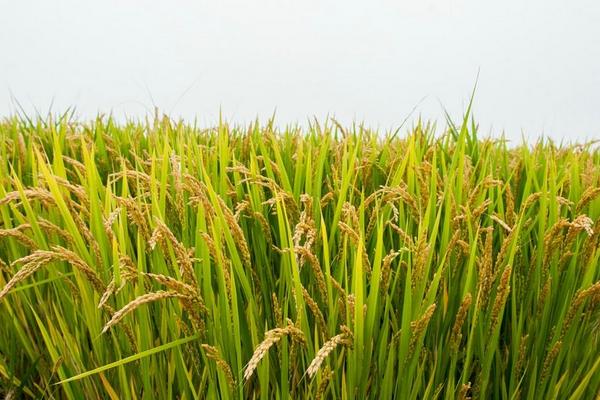 水稻红叶病是怎么回事 水稻红叶病用什么药好