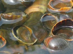 福寿螺污染水源会怎样？