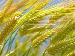 小麦在什么时候用芸苔素效果好？