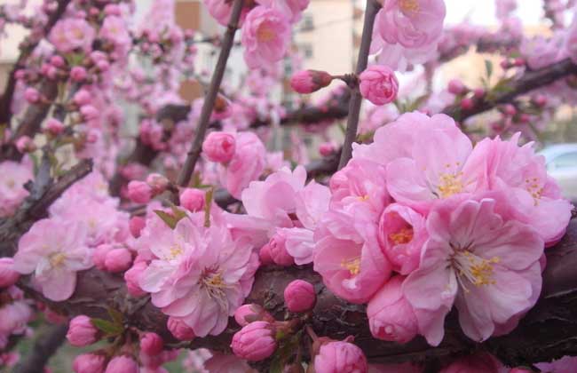 樱花的花语和传说