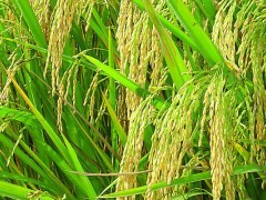 水稻二铵施多少？