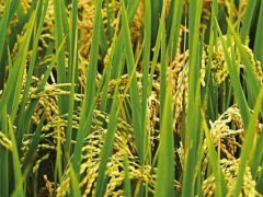 水稻容重是什么意思？