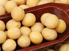 小黄豆是转基因吗？