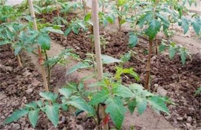 番茄肥害症状及防治措施