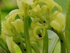 吡虫啉能杀哪些害虫