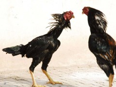 斗鸡和家鸡能生育吗？