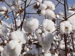 棉花打杈是促进还是抑制顶端优势？